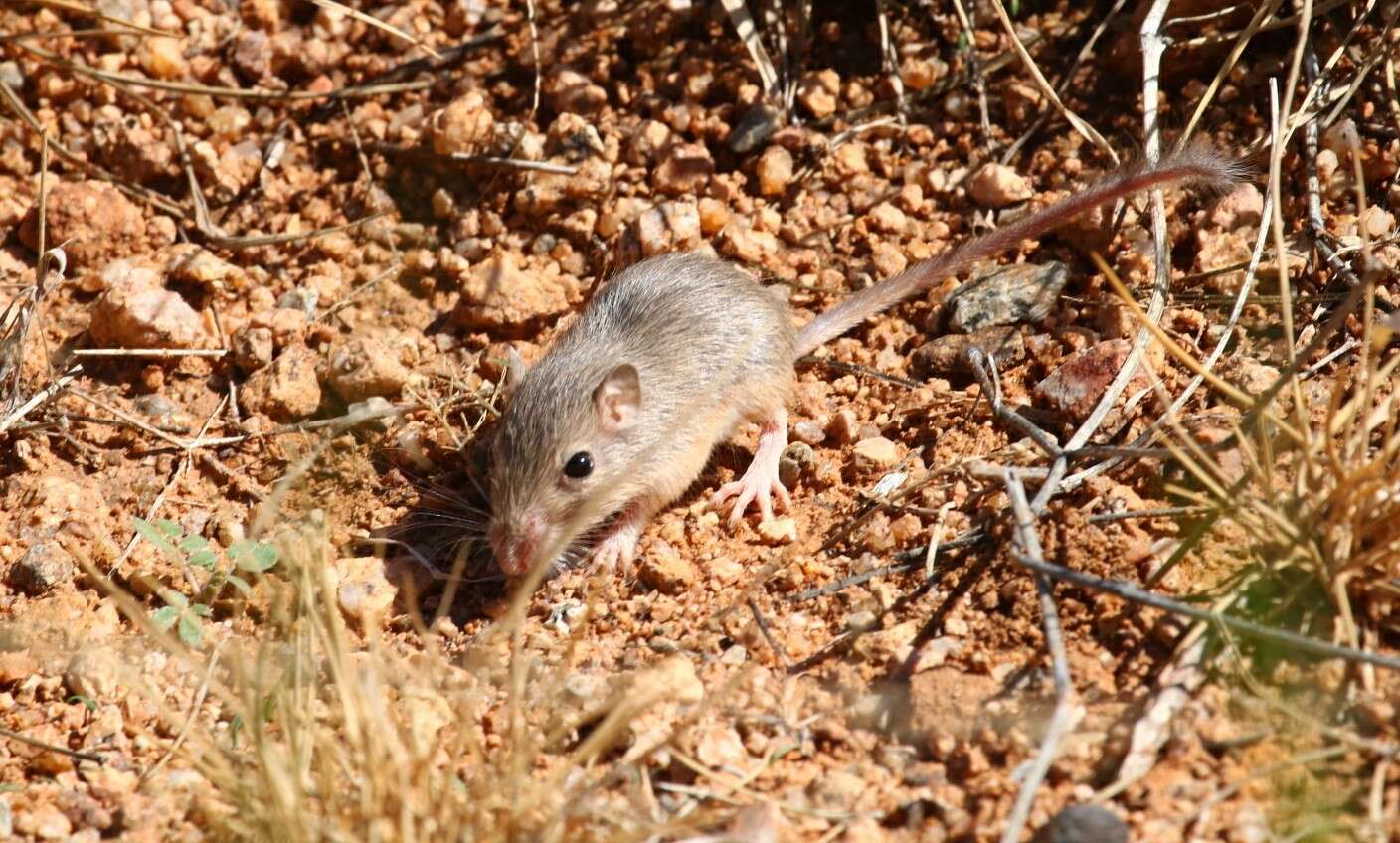 Image of Chihuahuan Desert Pocket Mouse