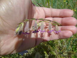 Imagem de Silene bellidifolia Jacq.