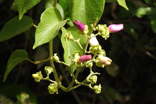 Image de Amphilophium paniculatum (L.) Kunth