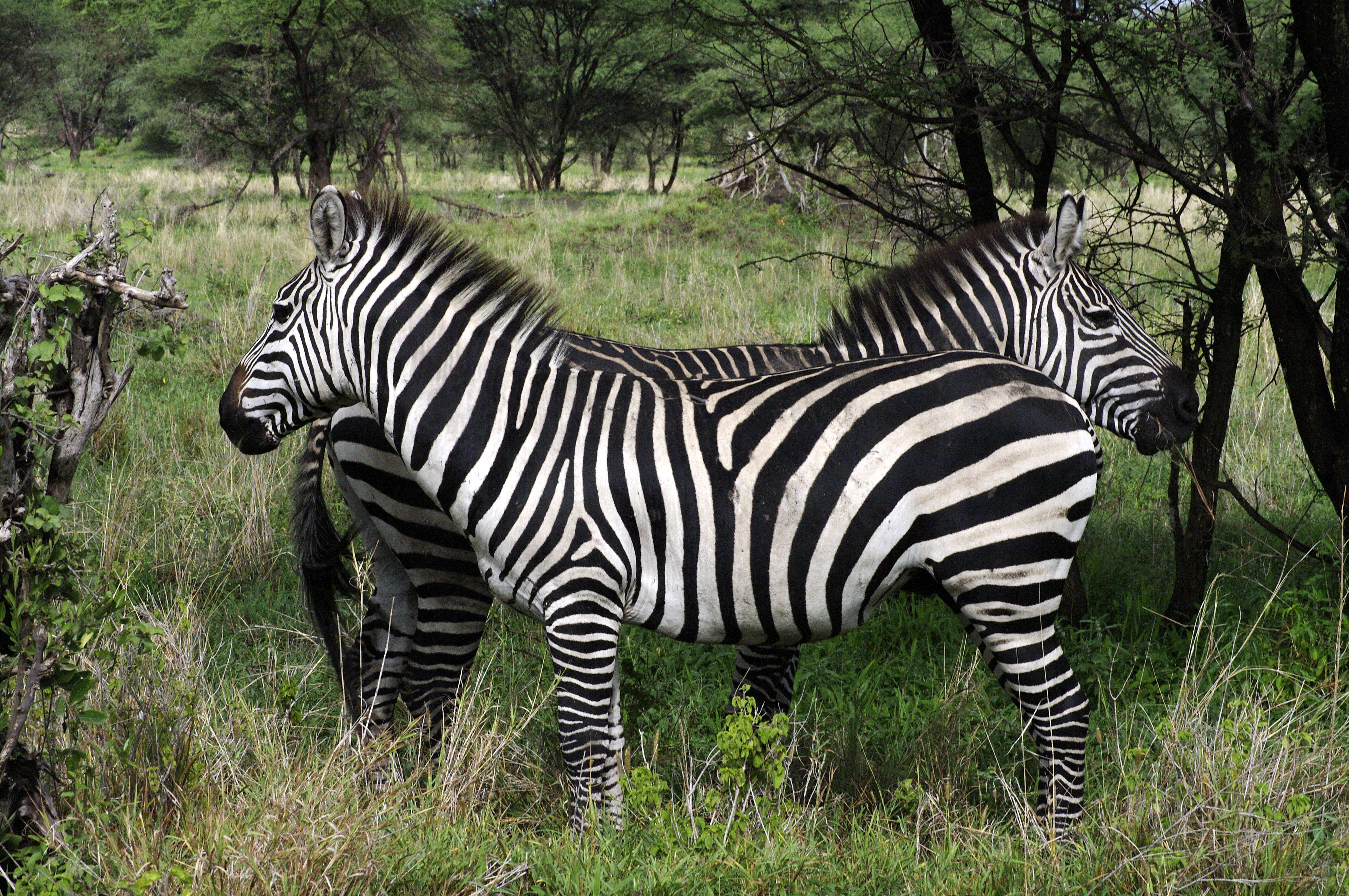 Image of Grant's zebra