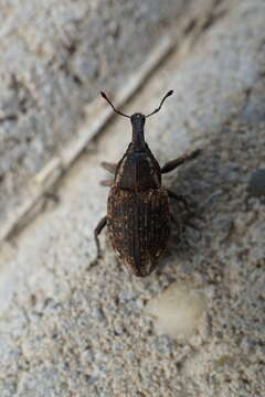 Lepyrus capucinus (Schaller & J. G. 1783) resmi