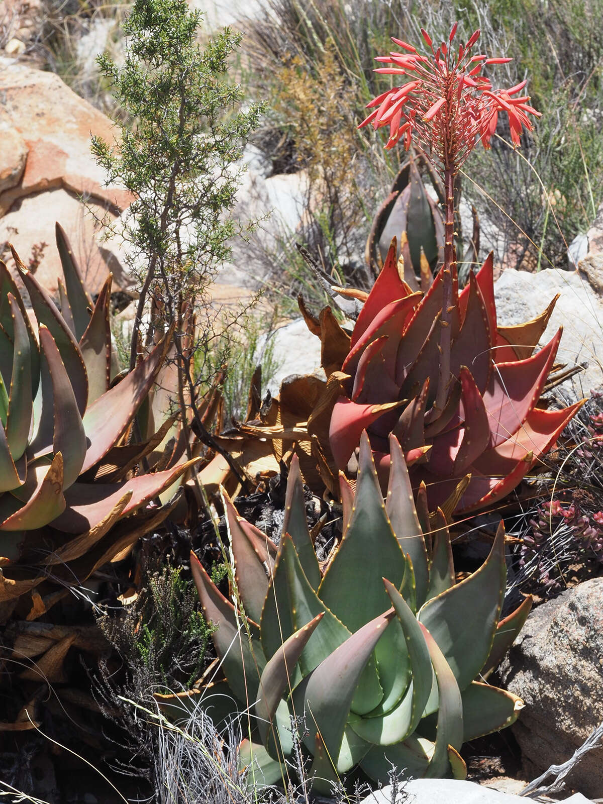 Image of Aloe comptonii Reynolds