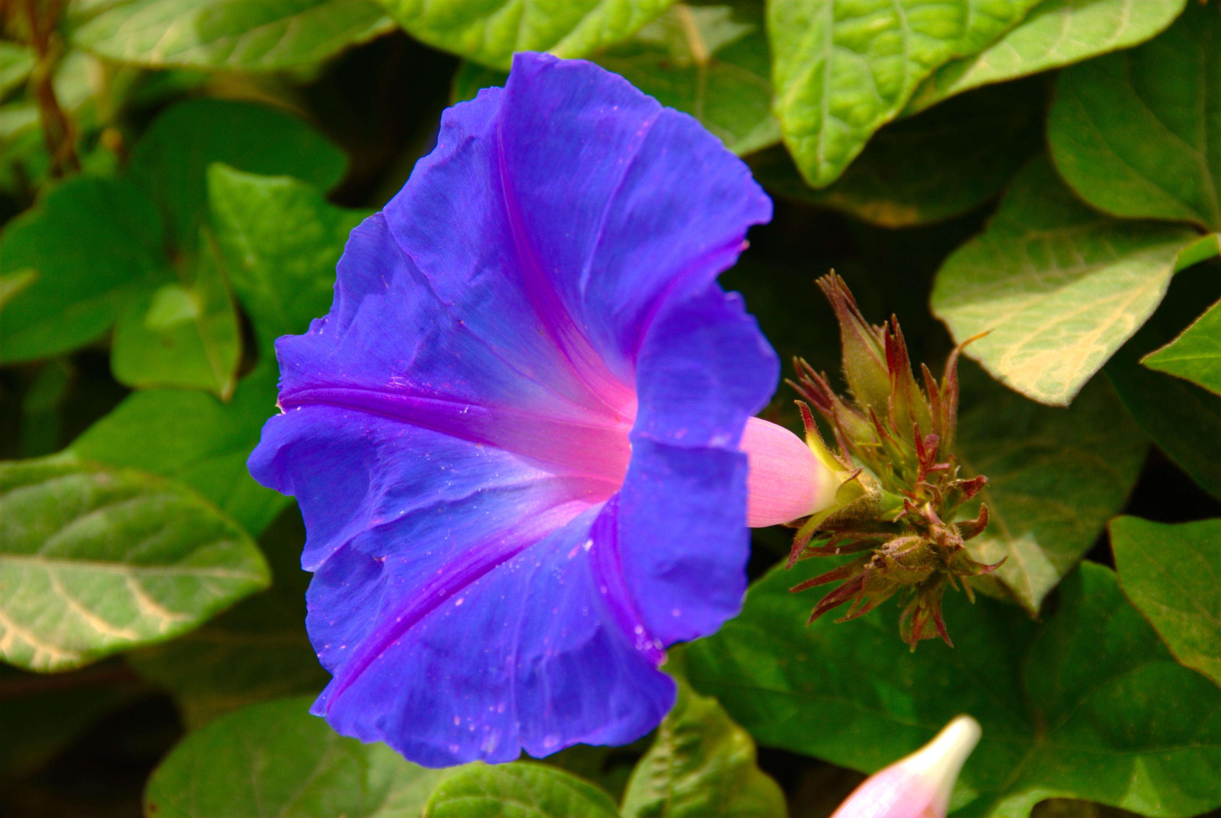 Sivun Ipomoea indica (J. Burman) Merr. kuva