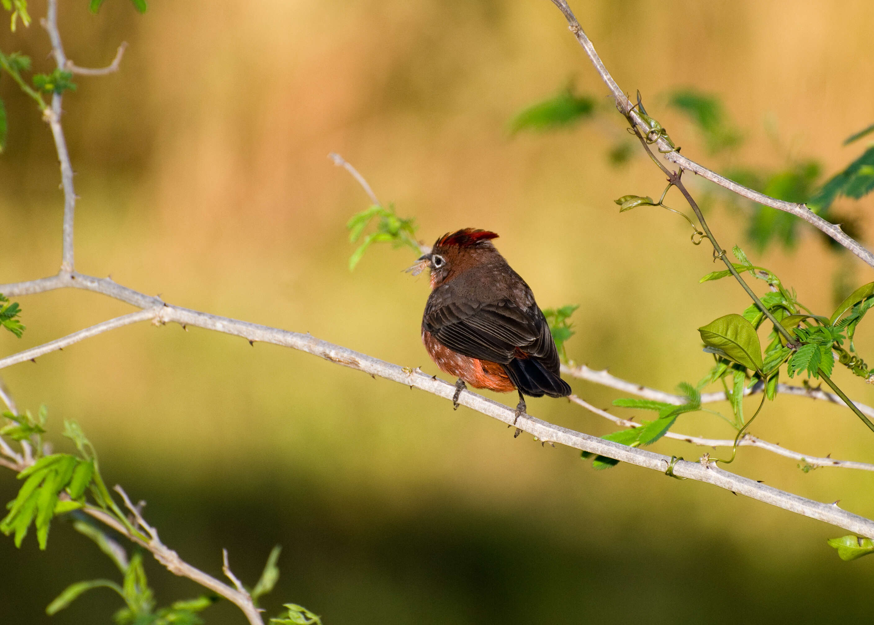 Image of Red Pileated Finch