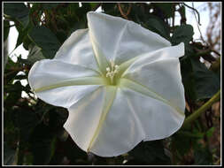 Image of Moonflower or moon vine