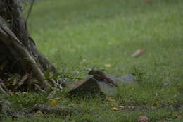 Image of Indochinese Ground squirrel