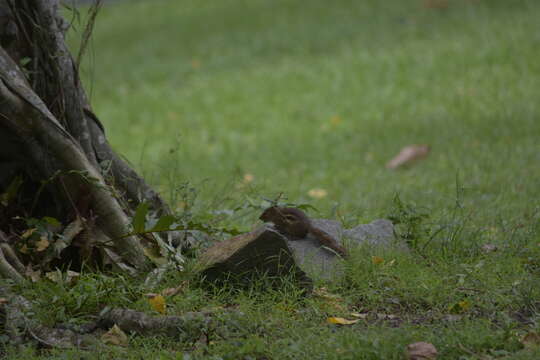 Image of Indochinese ground squirrel