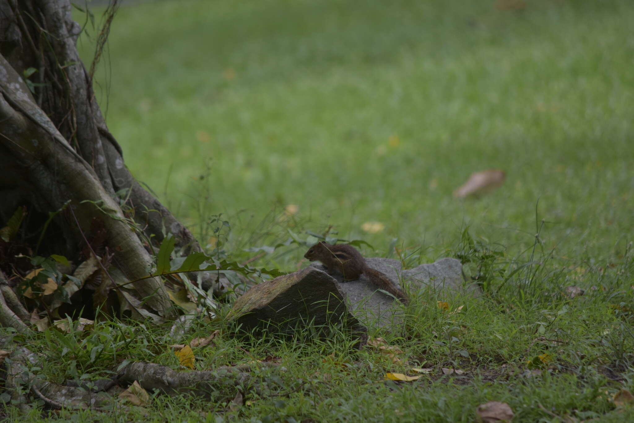 Image of Indochinese Ground squirrel