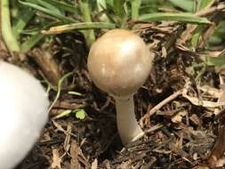 Image of Chlorophyllum hortense (Murrill) Vellinga 2002