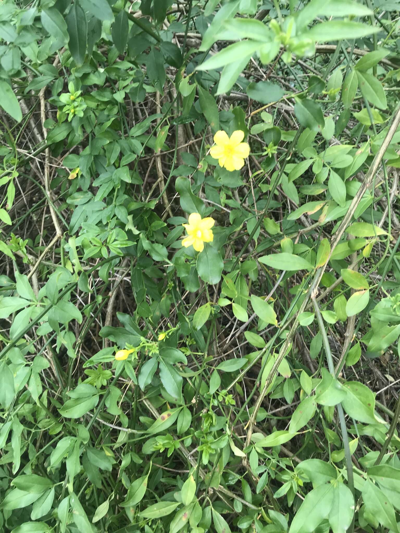 雲南黃馨的圖片