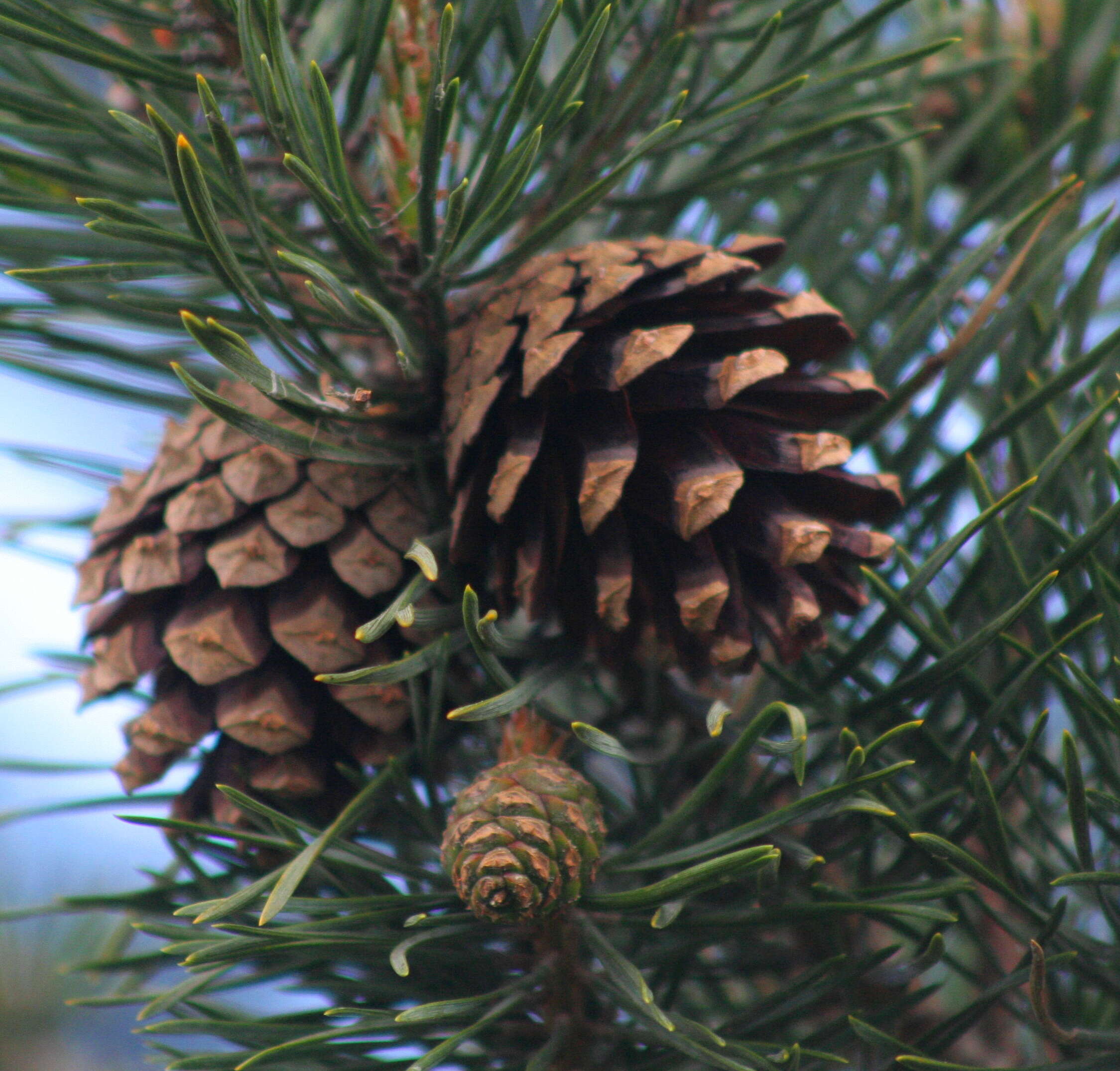 Image of Scotch Pine