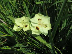 Image of African lily