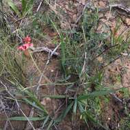 Слика од Indigofera complanata Spreng.