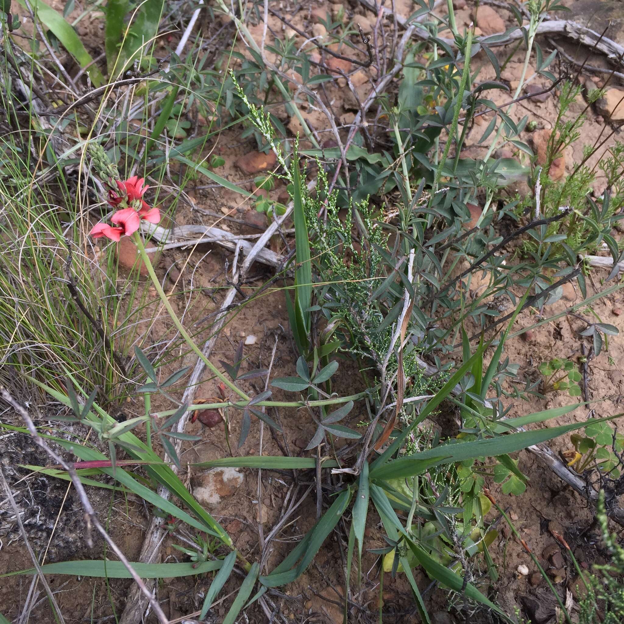 Слика од Indigofera complanata Spreng.