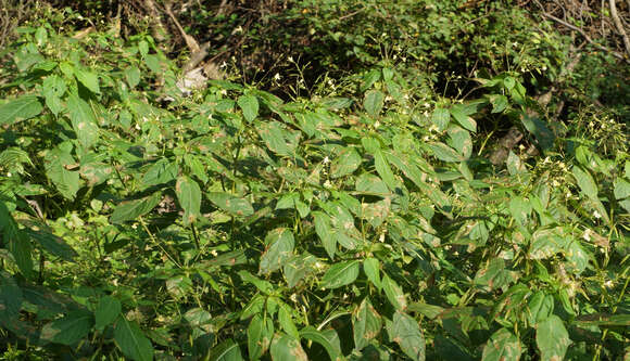 Image of small balsam