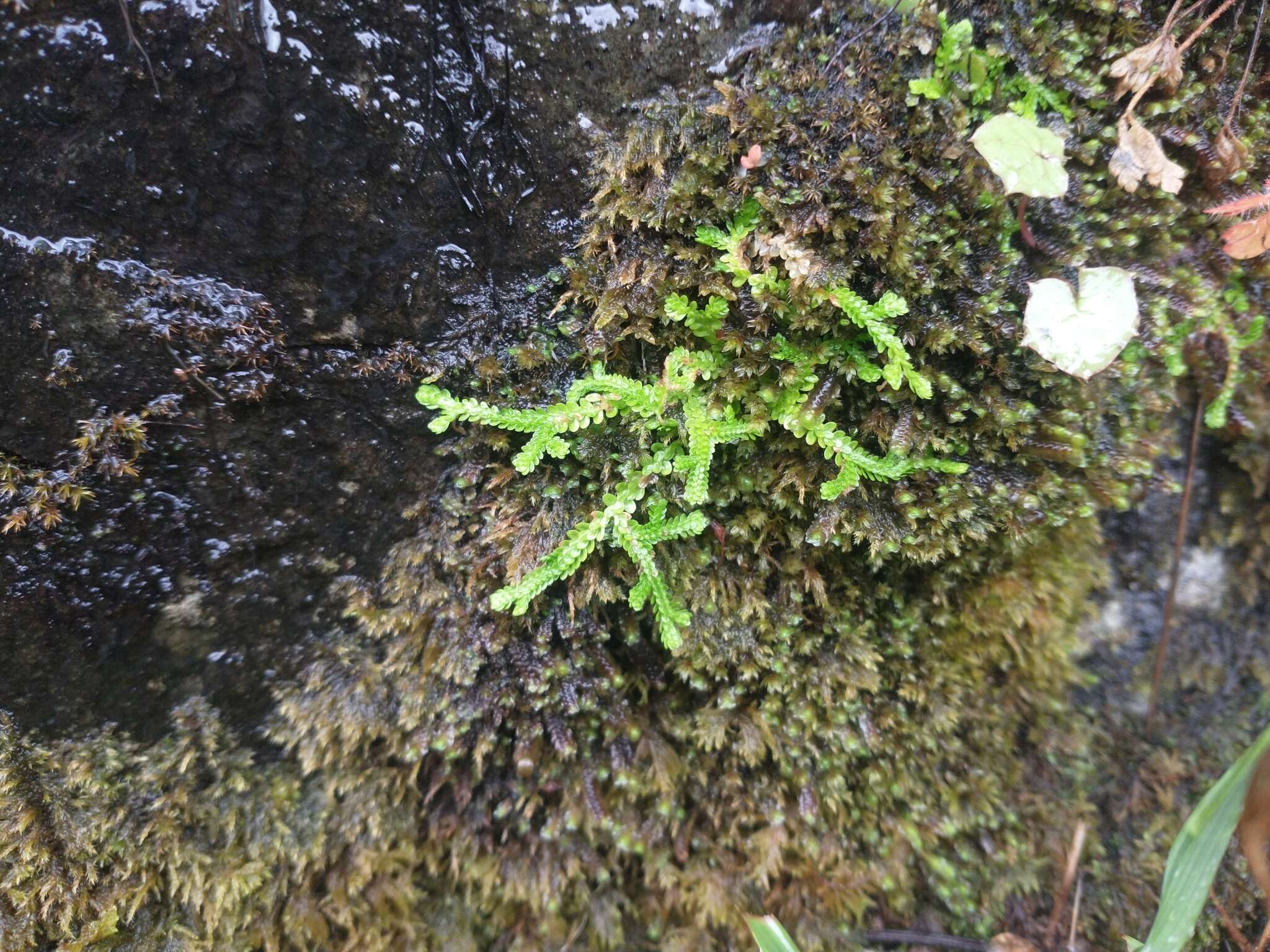 Plancia ëd Selaginella douglasii (Hook. & Grev.) Spring