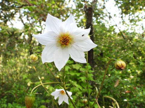 Image of Dahlia merckii Lehm.