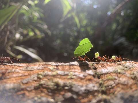 Image of Leaf-cutter ant