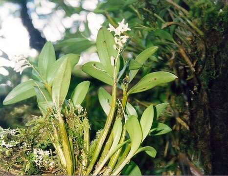 Dendrobium moorei F. Muell.的圖片