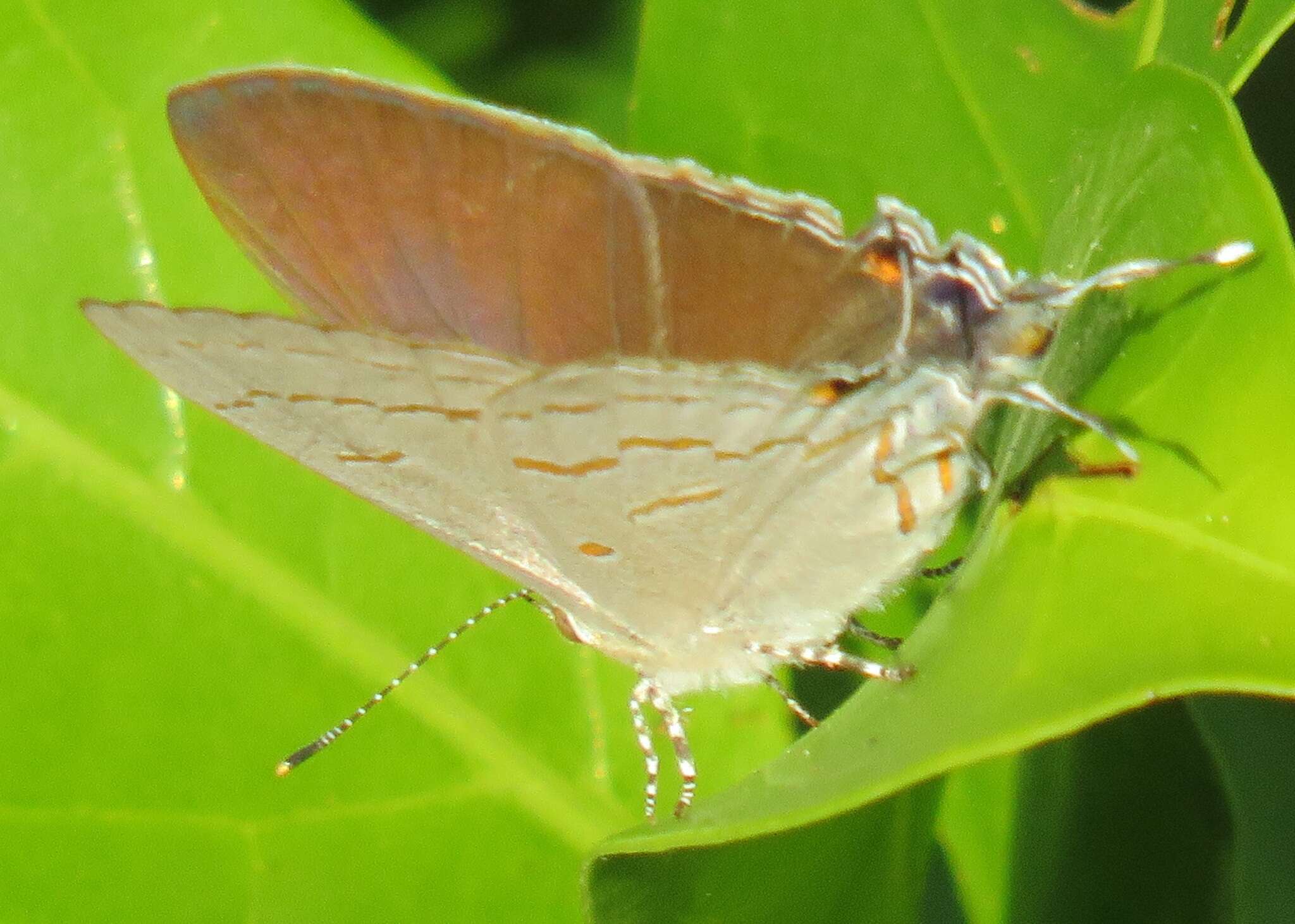 Imagem de Hypolycaena philippus philippus