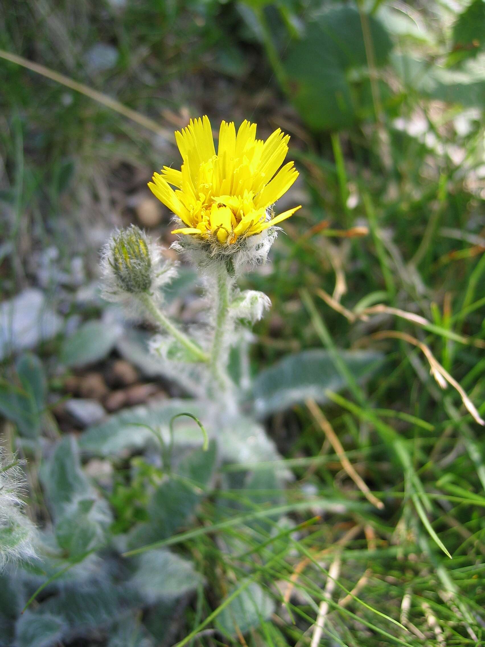 Image of woolly hawkweed