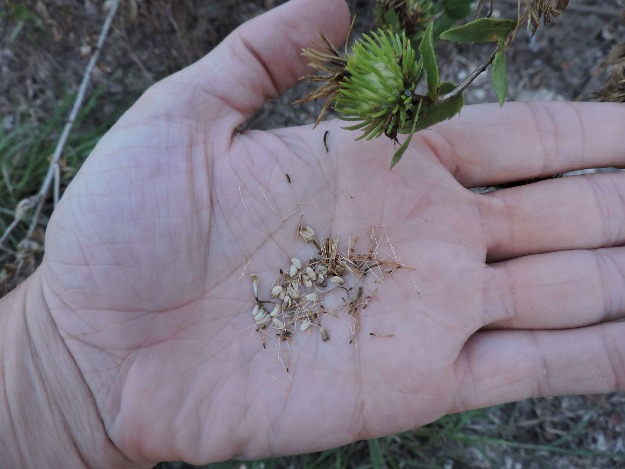 Image of narrowleaf gumweed