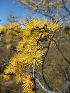 Image of American Larch