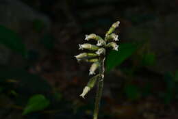 Image of Cheirostylis takeoi (Hayata) Schltr.