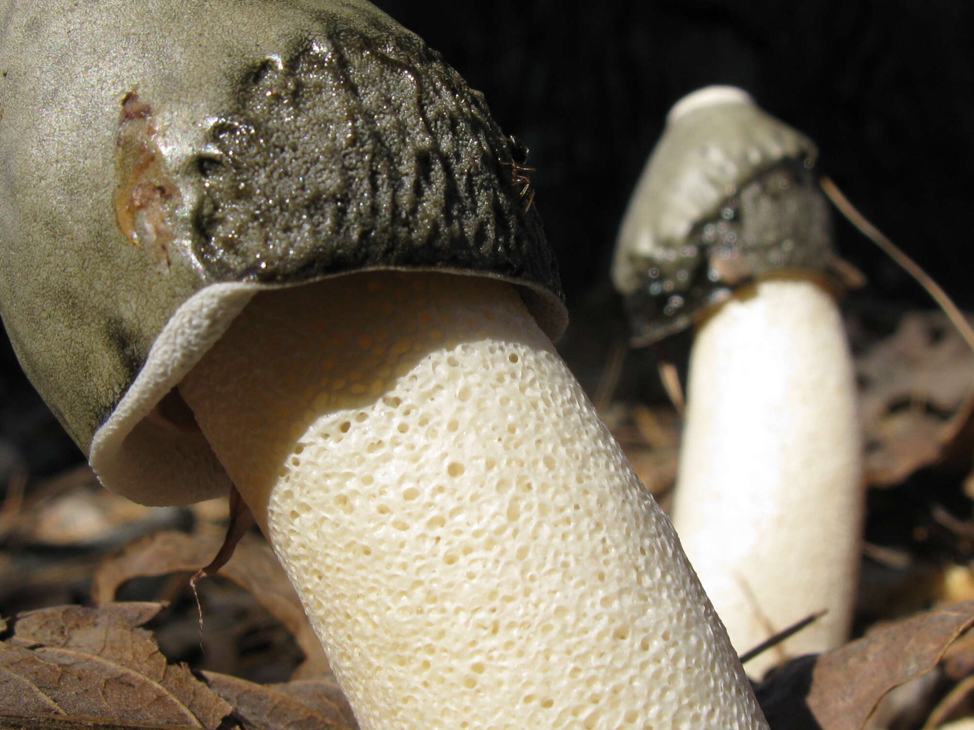 Image of Phallus ravenelii Berk. & M. A. Curtis 1882