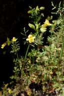 Sivun Erythranthe filicifolia (Sexton, K. G. Ferris & Schoenig) G. L. Nesom kuva