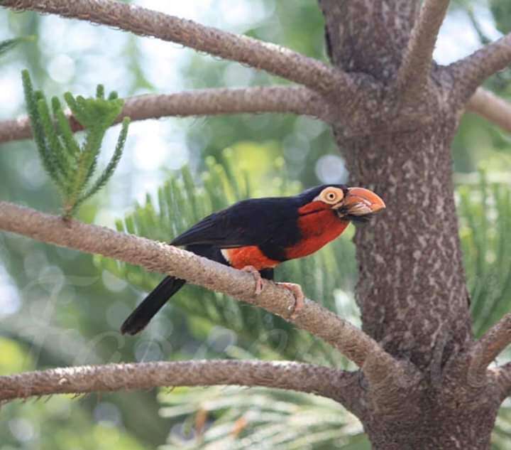 Image of Bearded Barbet