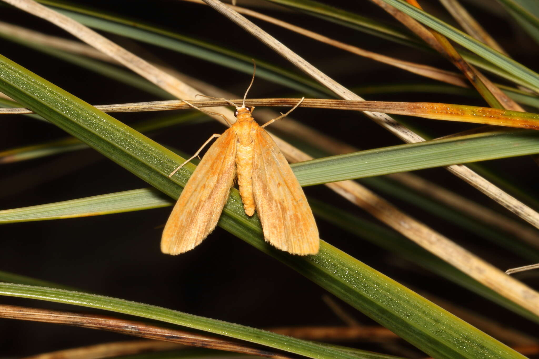 Image of Epiphryne charidema autocharis