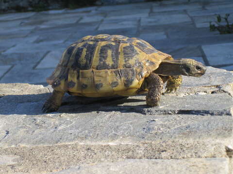 Imagem de testudo graeca