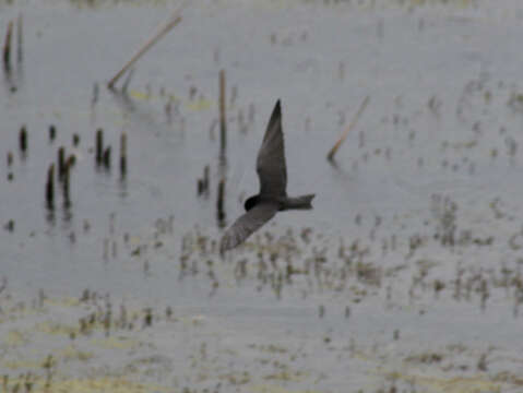 Image of Black Tern