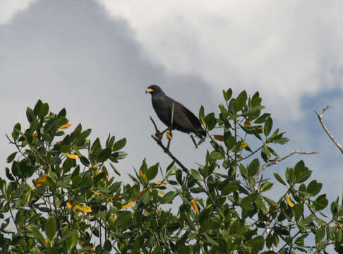 Image of Common Black Hawk