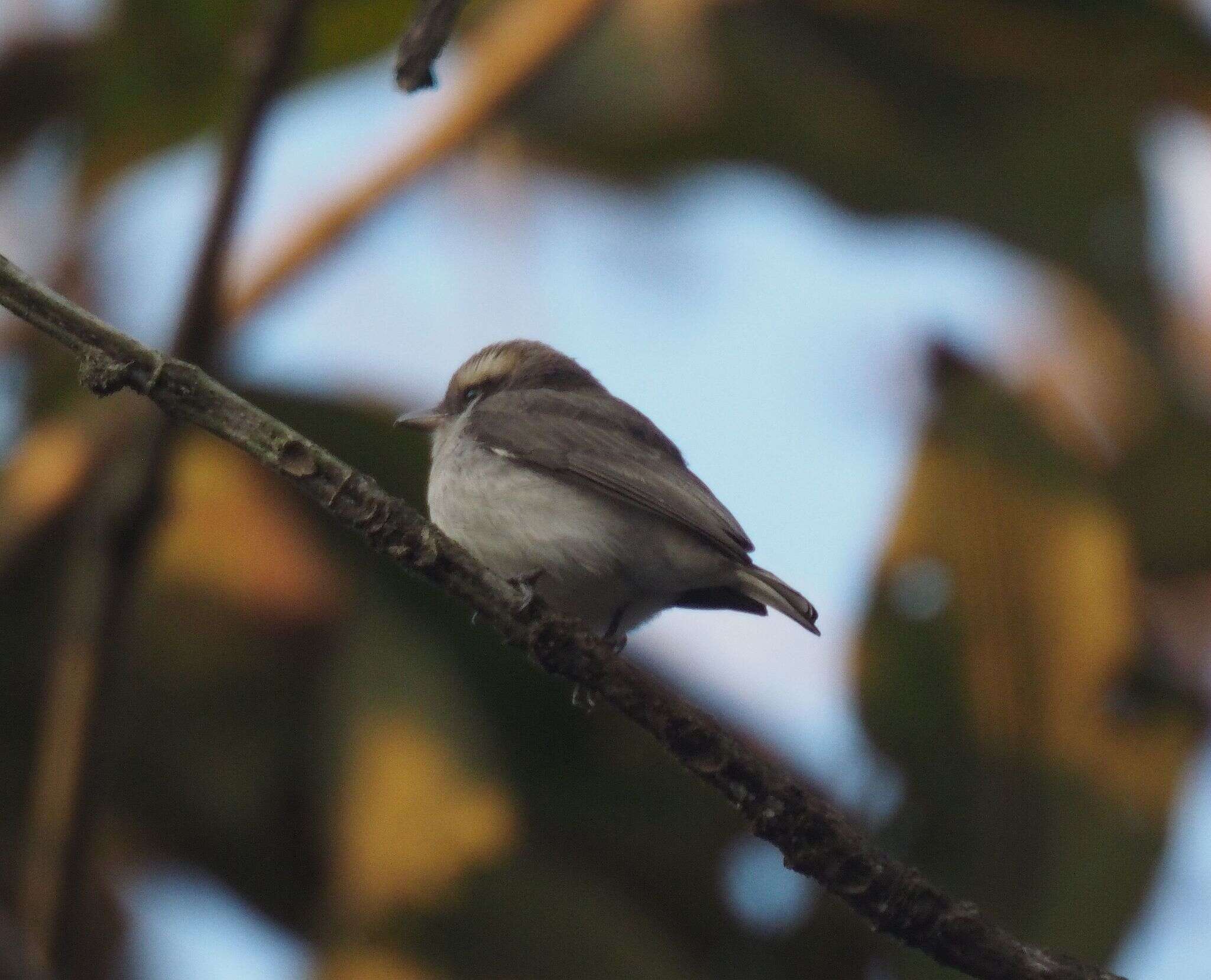 Image of Malabar Woodshrike