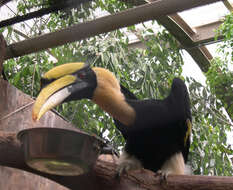 Image of Great Indian Hornbill