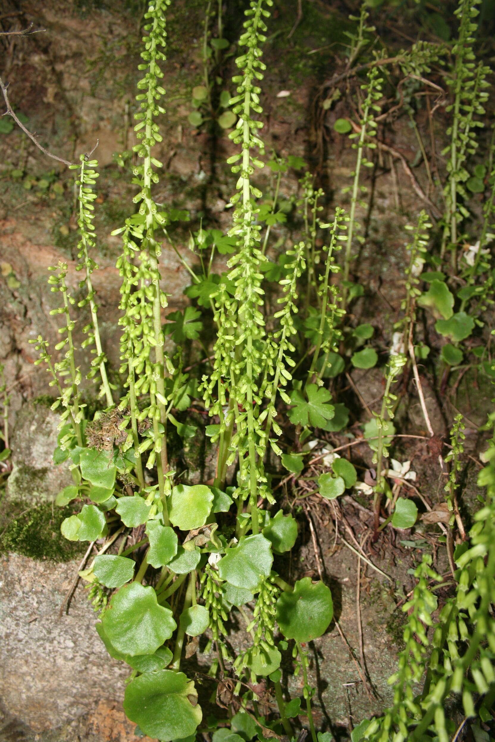 Image of Umbilicus rupestris (Salisb.) Dandy