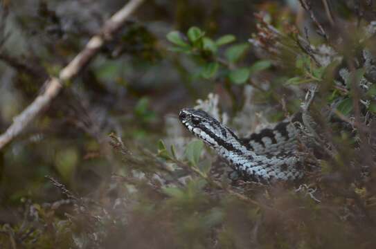 Imagem de Vipera berus berus (Linnaeus 1758)