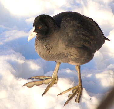 Image of Common Coot