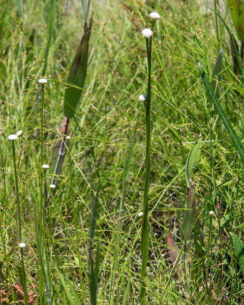 صورة Eriocaulon decangulare L.