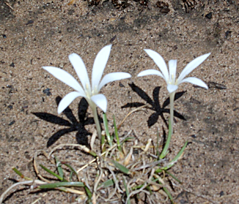 Image of Apodolirion lanceolatum (Thunb.) Benth. & Hook. fil. ex B. D. Jacks.