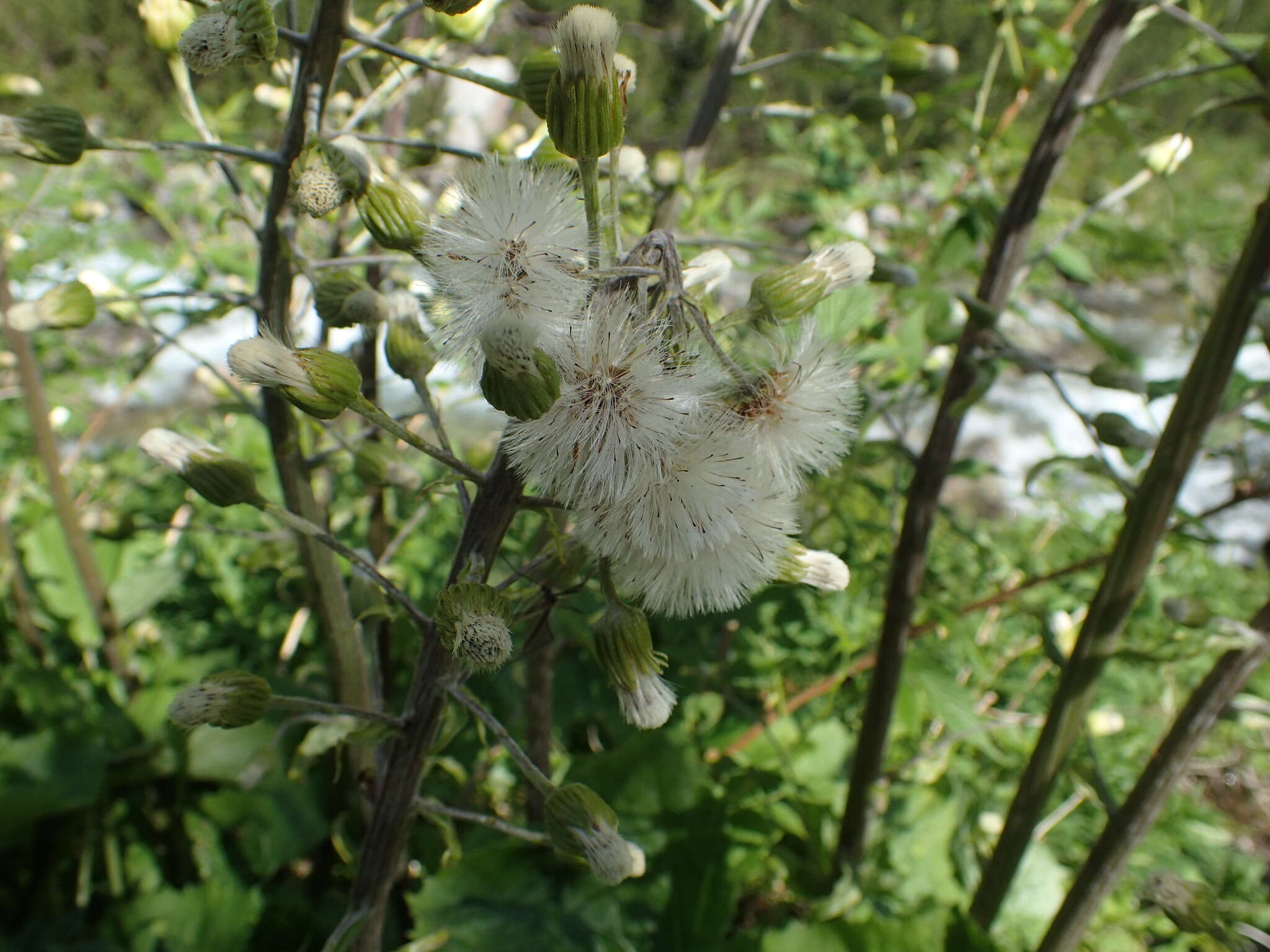 Image de Petasites kablikianus Tausch ex Berchtold