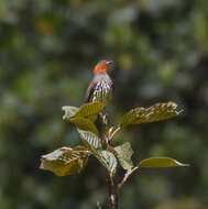 Image of Chestnut-crested Cotinga