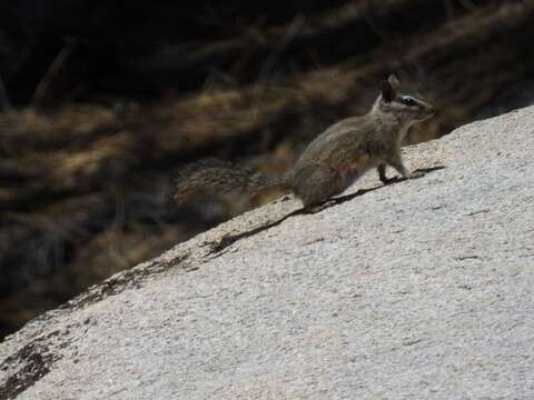 Image of California Chipmunk