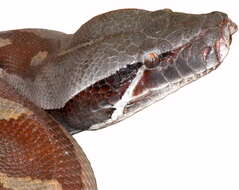 Image of Blood Python