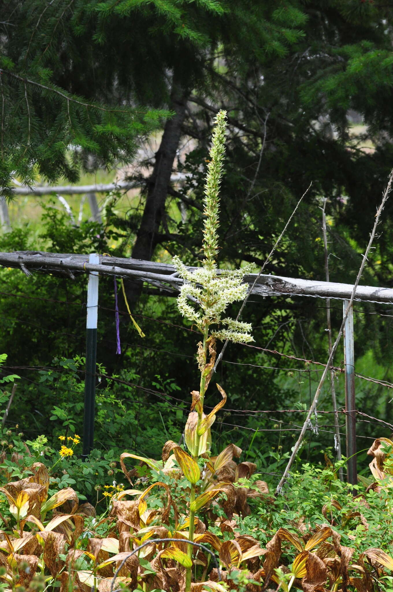 صورة Veratrum californicum var. caudatum (A. Heller) C. L. Hitchc.