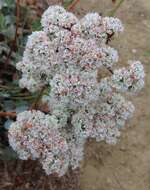 Image of San Nicolas Island buckwheat