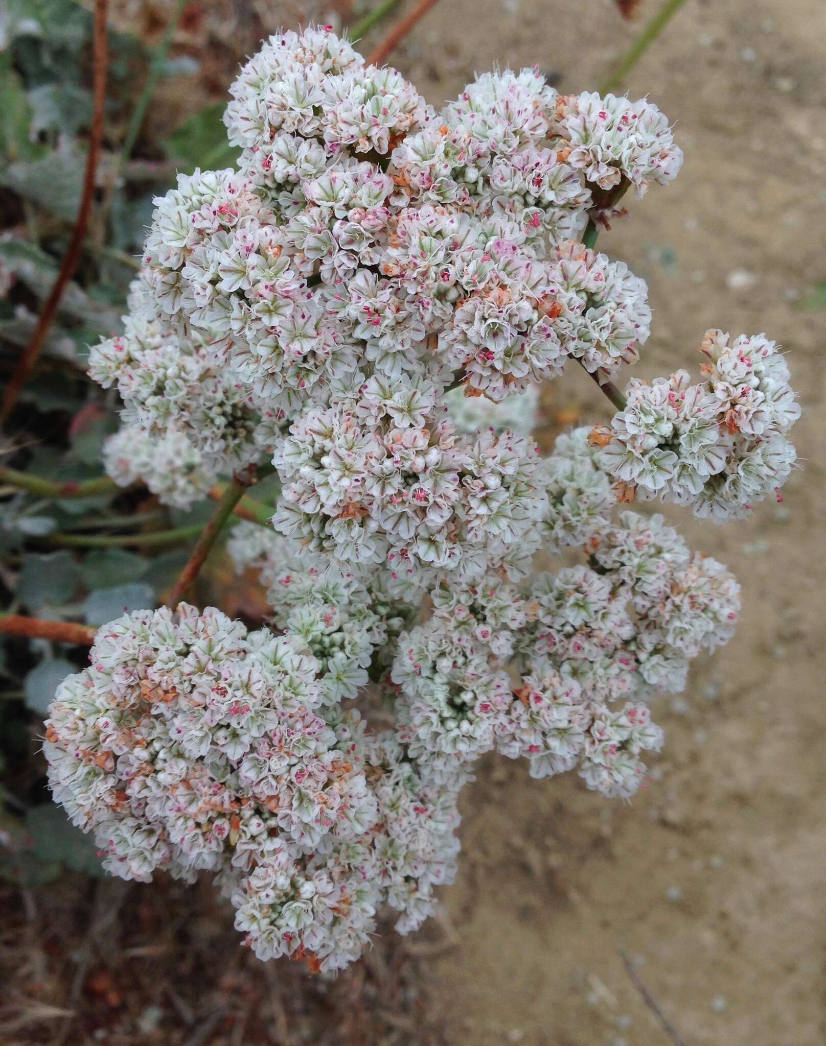 Image of San Nicolas Island buckwheat