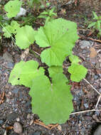 Image of coltsfoot